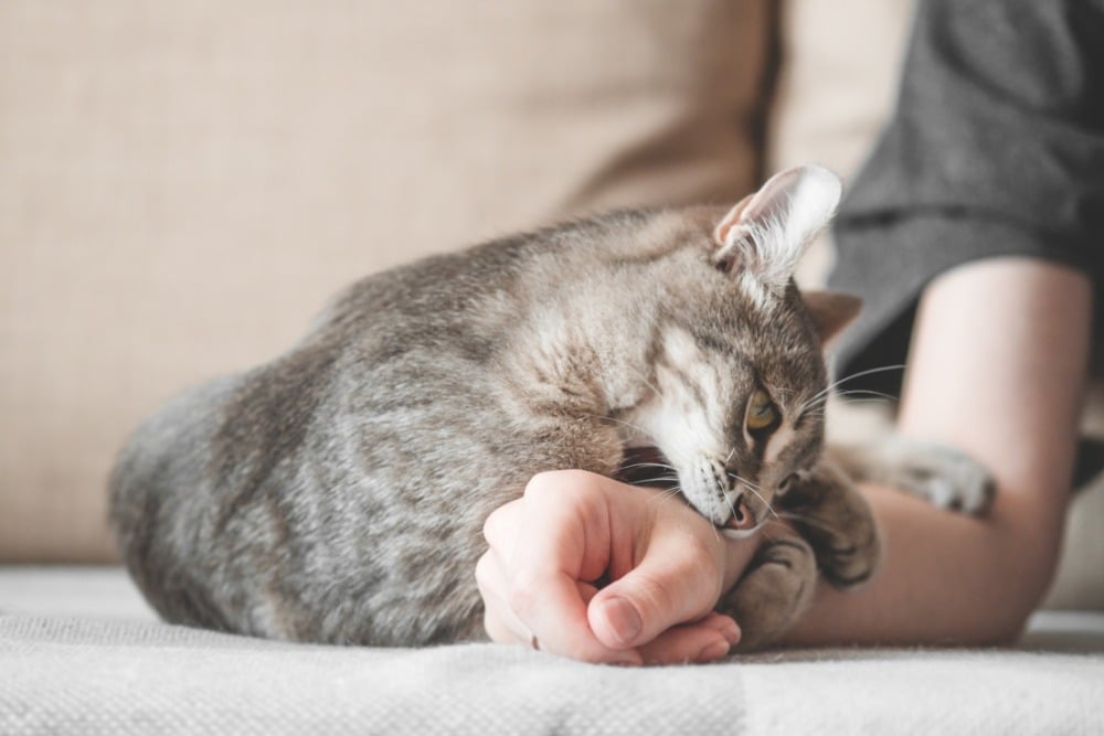 Descubre Y Entiende El Lenguaje Corporal De Los Gatos